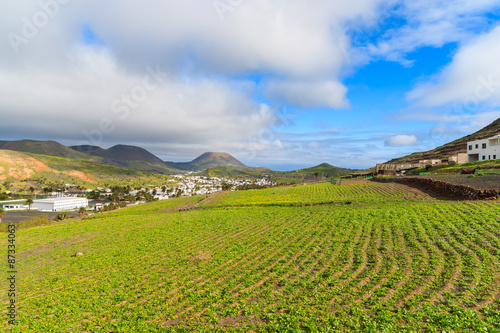 Green field in Haria mountain village, Lanzarote, Canary Islands, Spain