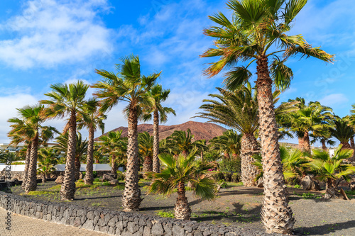 Palm trees on coastal promenade in Playa Blanca village, Lanzarote, Canary Islands, Spain