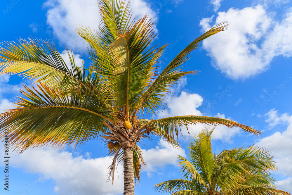 Coconut palm tree against blue sky background with clouds, Lanzarote, Canary Islands, Spain Coconut palm tree against blue sky background with clouds, Lanzarote, Canary Islands, Spain