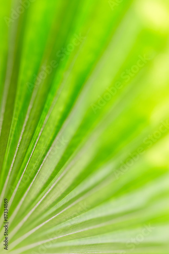 Abstract image of green palm leaf for background.