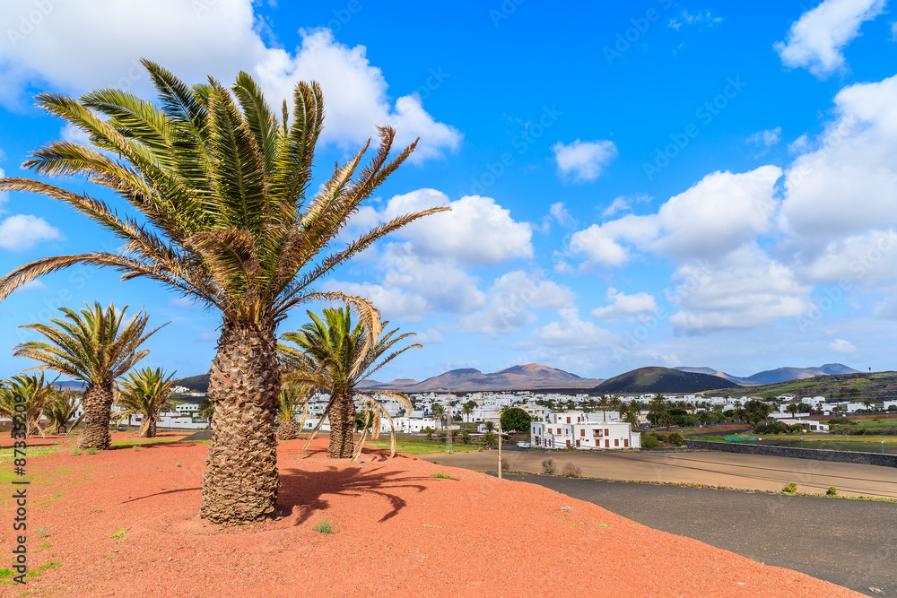 Palm trees in Uga village in countryside landscape of Lanzarote, Canary Islands, Spain