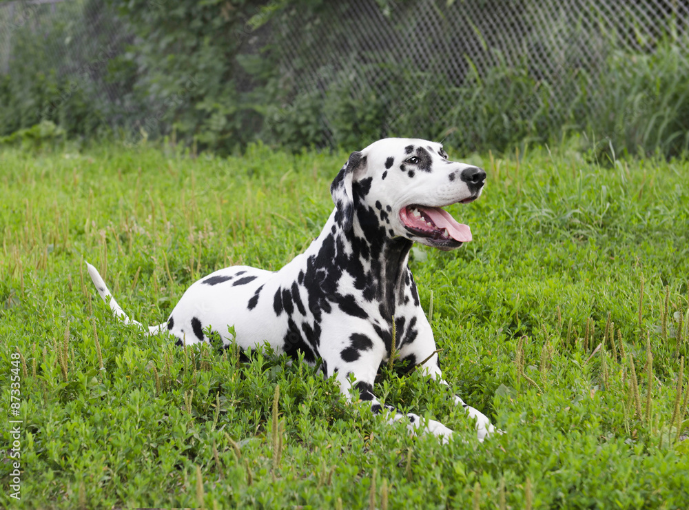 Dalmatian dog lying on green grass
