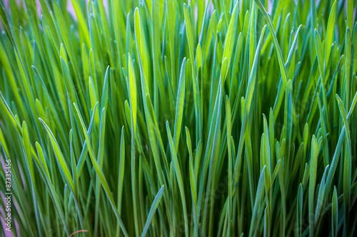Slika na platnu Green wheatgrass texture