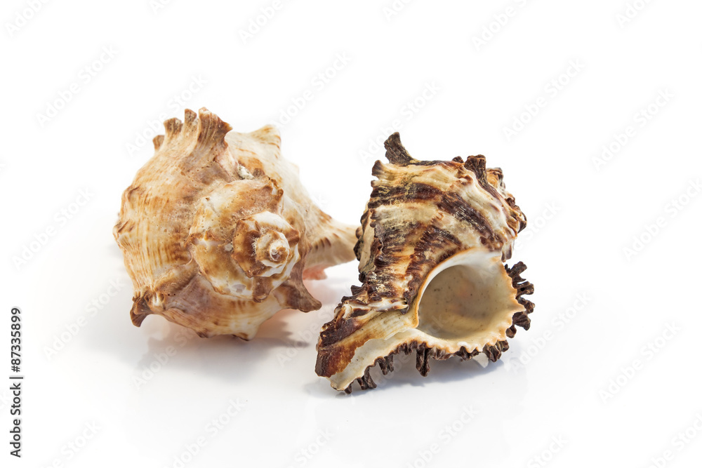Sea shells isolated on white Sea shells isolated on white