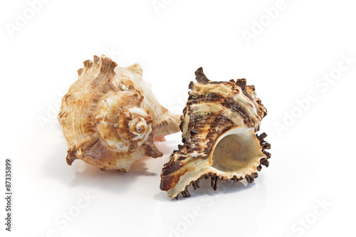 Sea shells isolated on white
