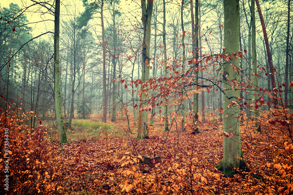 Vintage photo of autumn forest