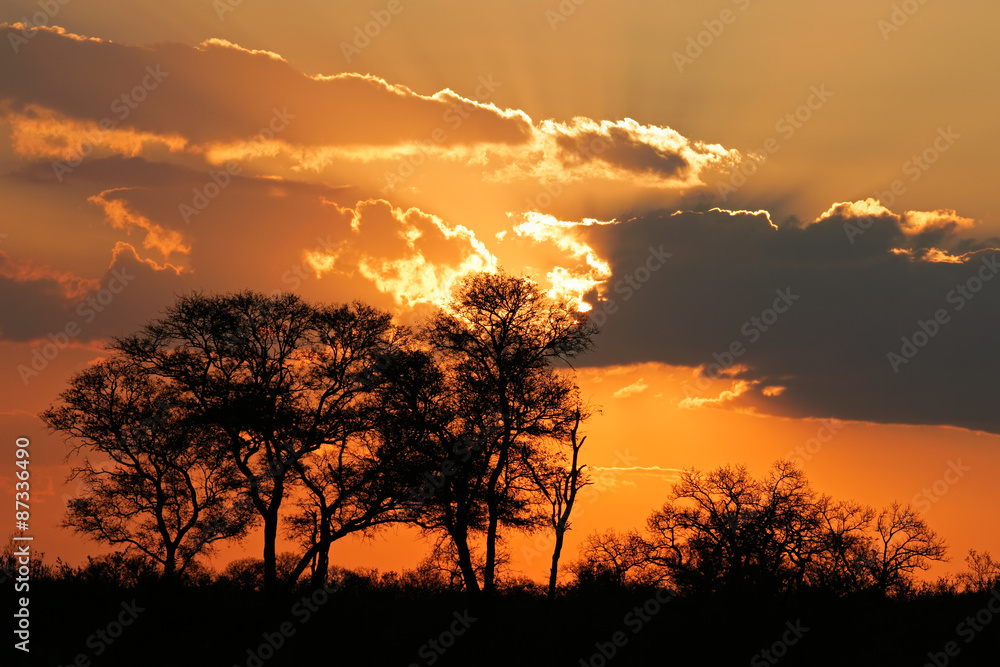 Sunset with silhouetted African savanna trees, Kruger National park, South Africa
