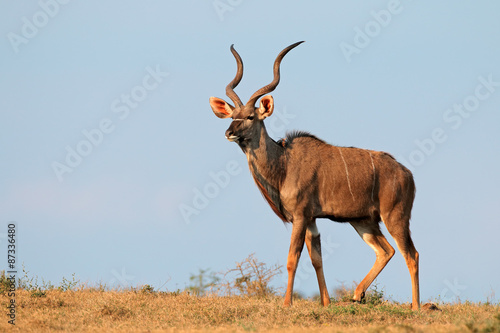 Male kudu antelope (Tragelaphus strepsiceros) against a blue sky, South Africa photo