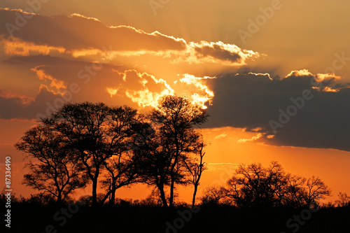 Sunset with silhouetted African savanna trees, Kruger National park, South Africa