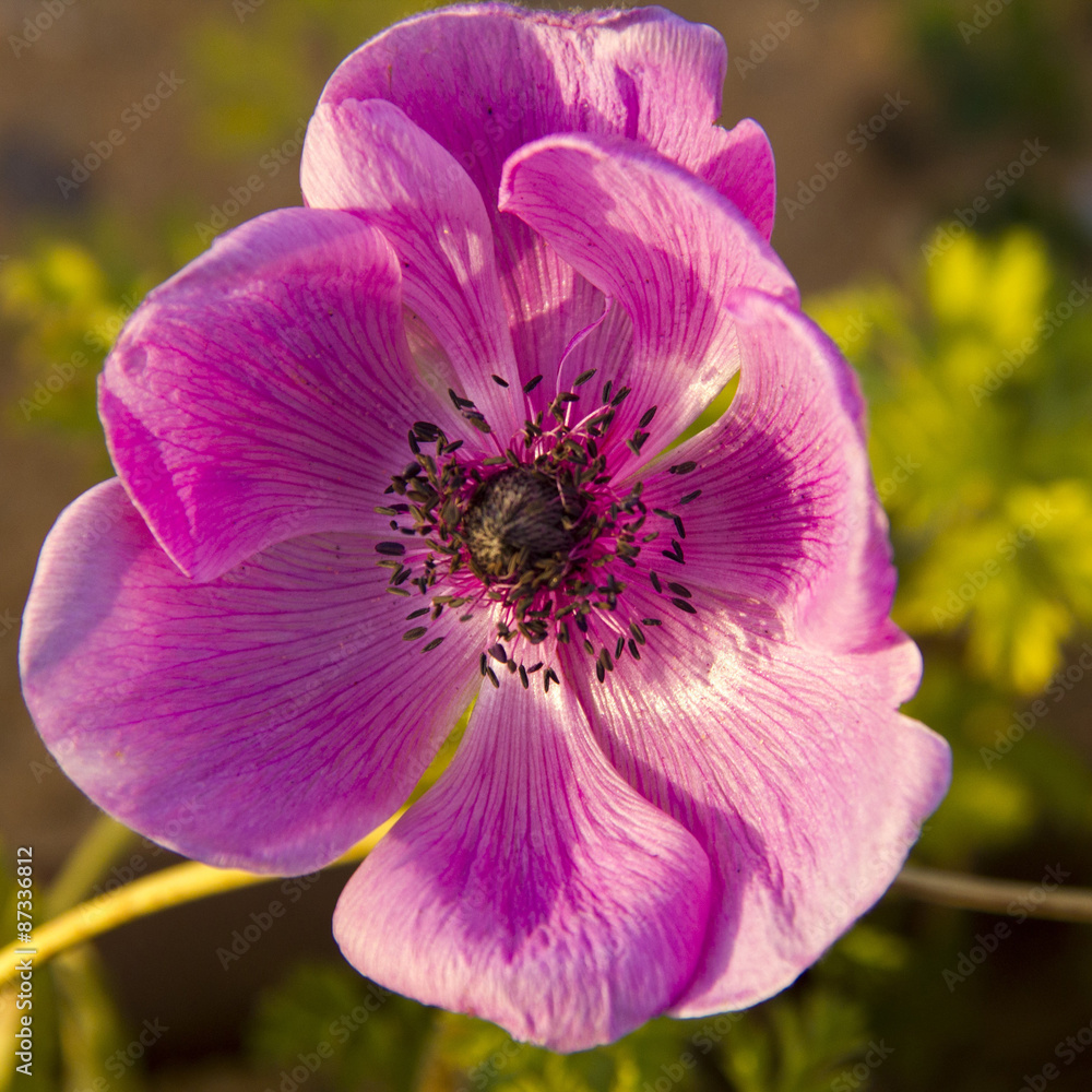 Large pink flower anemone in the garden, closeup Large pink flower anemone in the garden, closeup