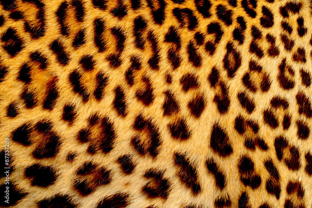 Naklejka premium Prawdziwa skóra jaguara