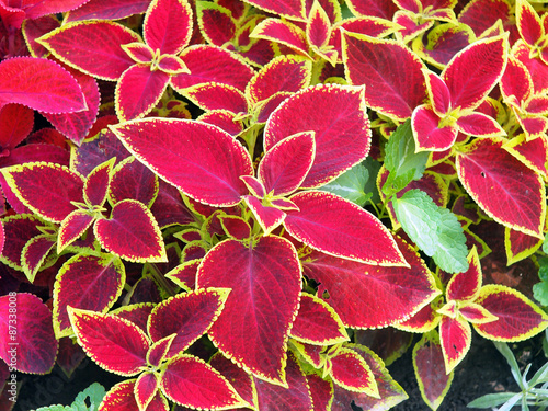 Red Coleus plant closeup