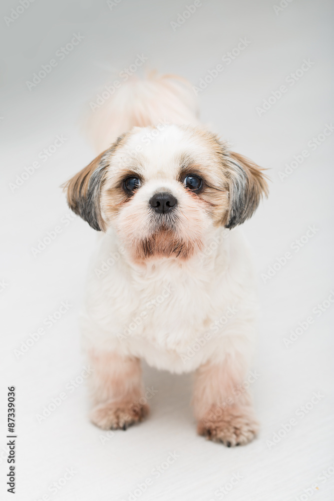 Shih tzu puppy posing on white background.