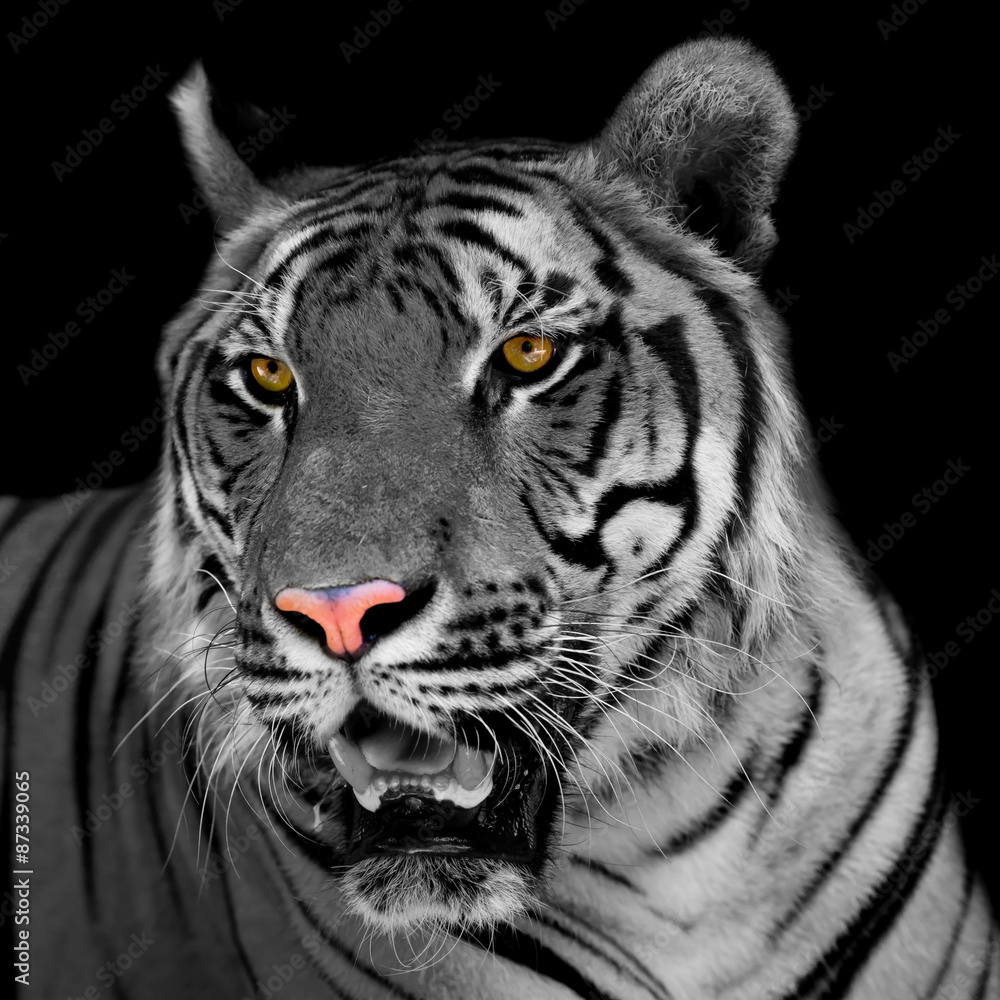 Fototapeta premium tiger