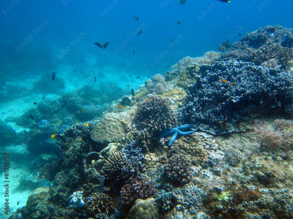 Fonds Marins de Apo Island Fonds Marins de Apo Island