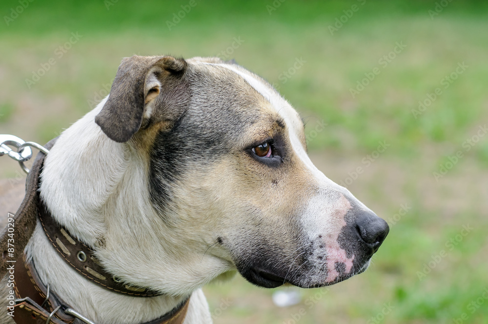 dog during walking