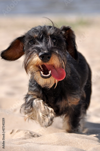 dachshund dog running across the sand