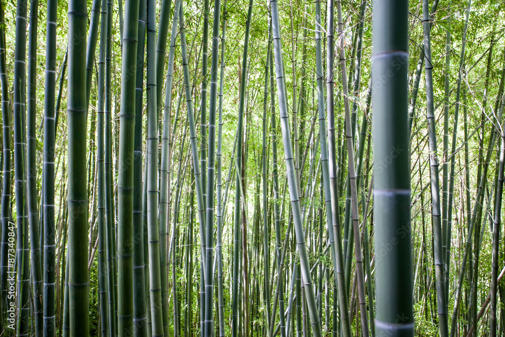 Foresta di bambù - obrazy, fototapety, plakaty 