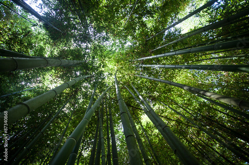 Fototapeta Naklejka Na Ścianę i Meble -  Foresta di bambù