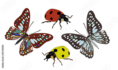 Two butterflies and ladybugs isolated on white background

