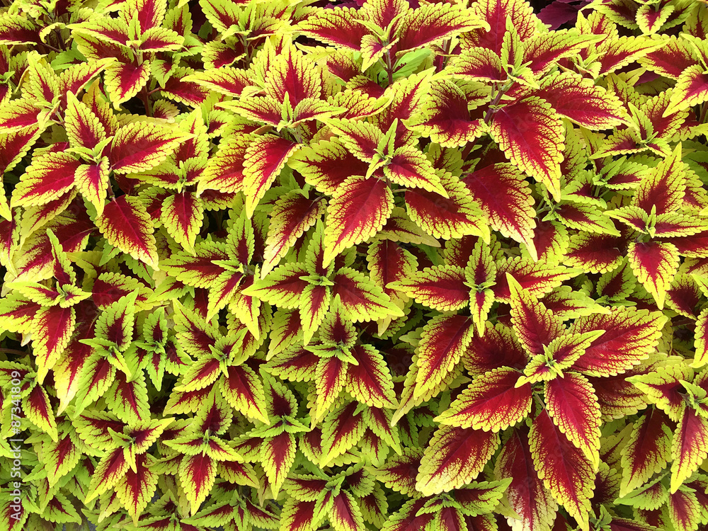 beautiful red and yellow coleus plants beautiful red and yellow coleus plants