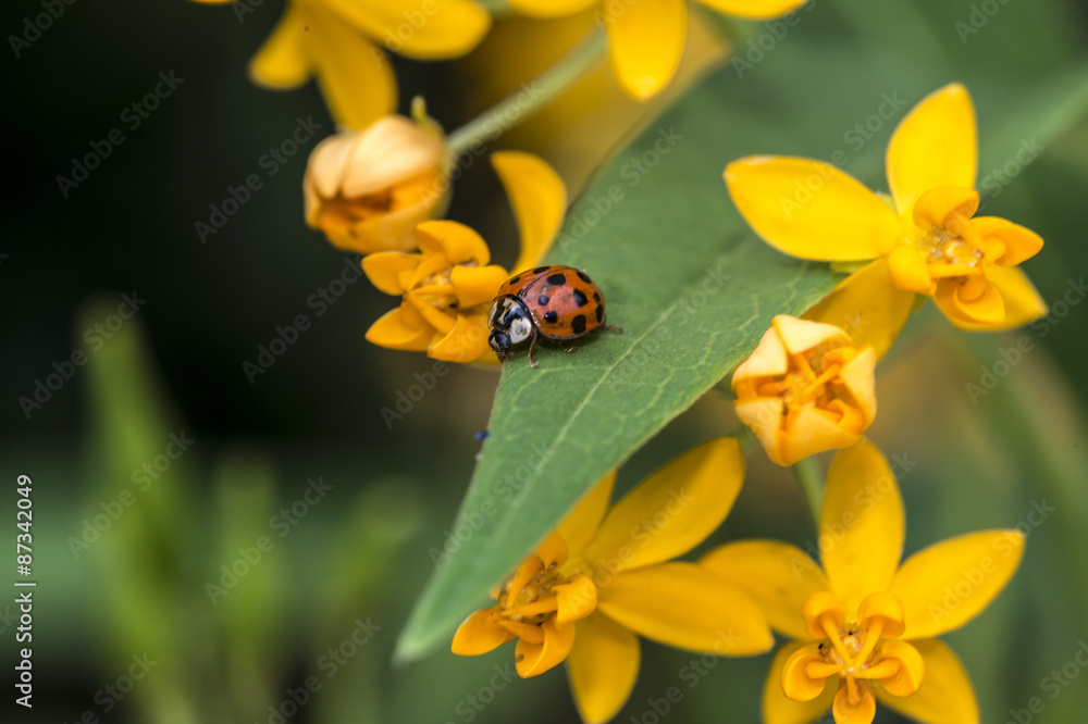 Obraz premium Ladybug in garden