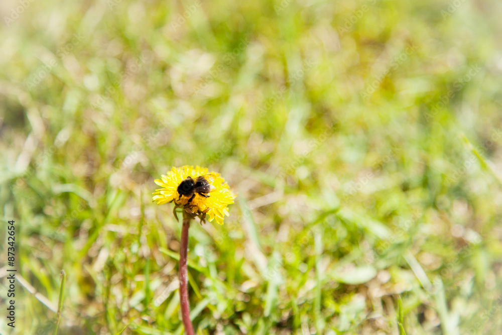 meadow meadow