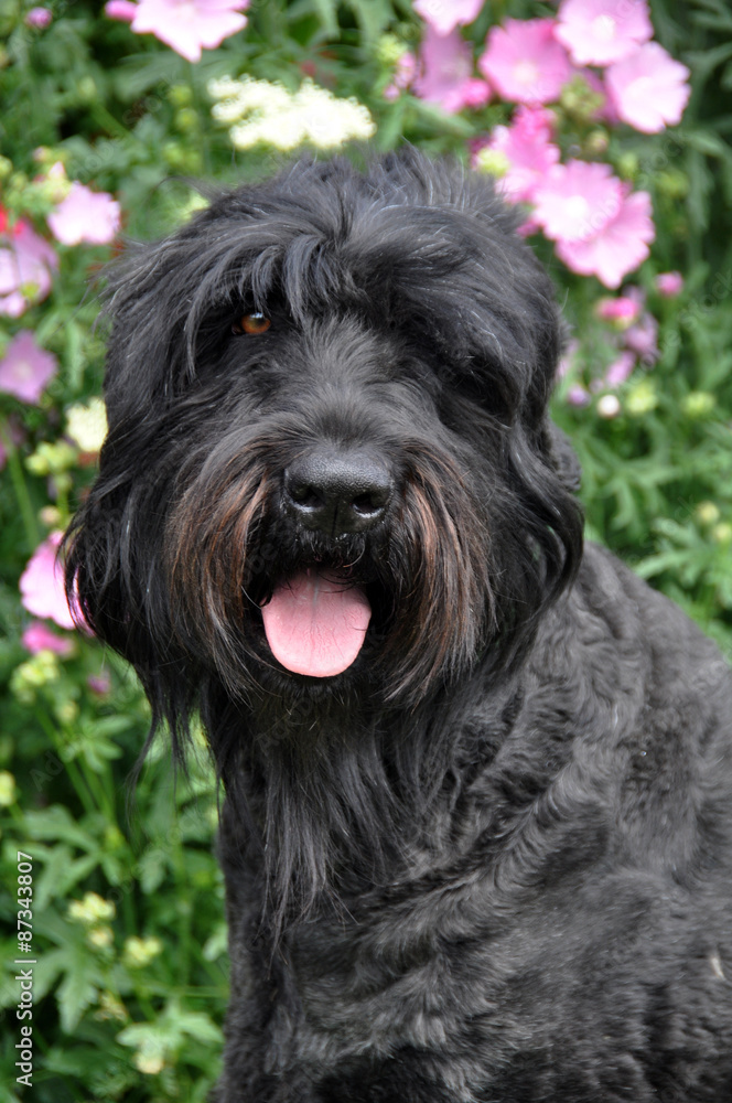 Black Russian Terrier dog in the garden