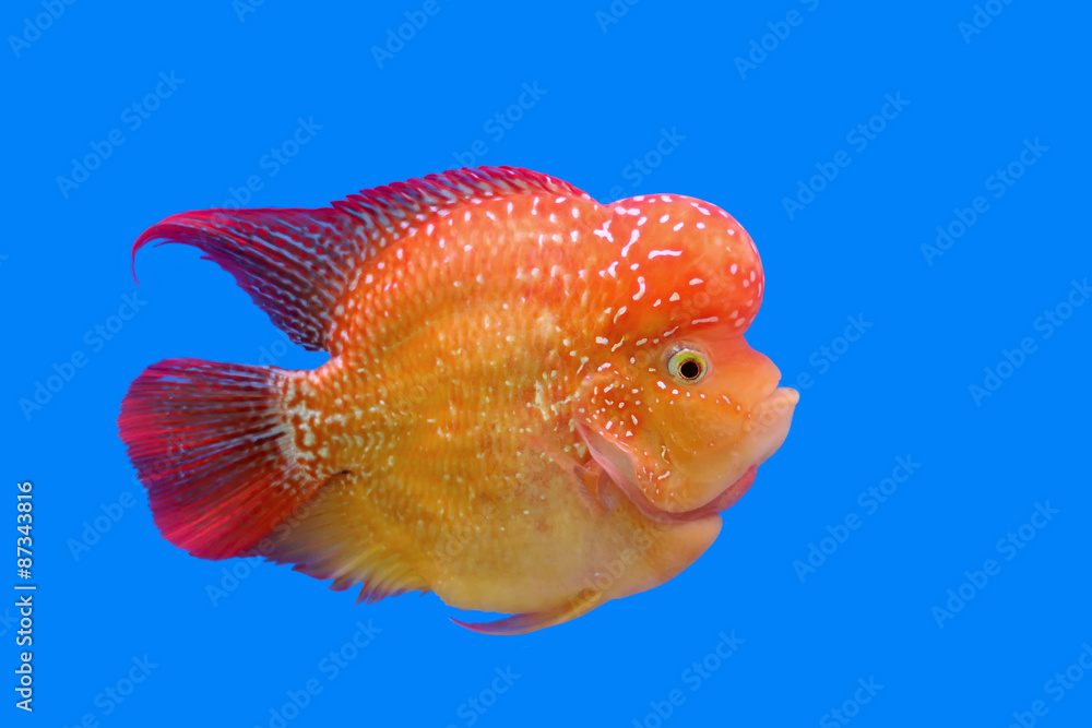 flowerhorn cichlid or cichlasoma fish flowerhorn cichlid or cichlasoma fish
