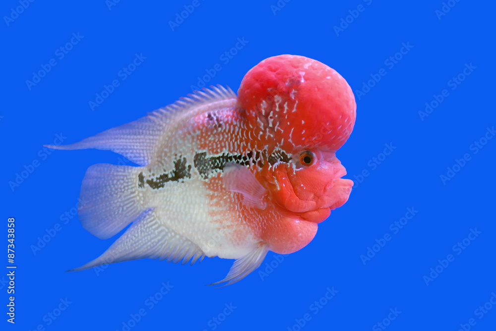 Obraz premium flowerhorn cichlid or cichlasoma fish