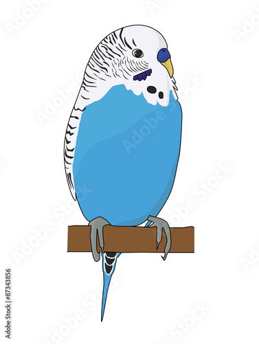 Pappagallino cocorita blu