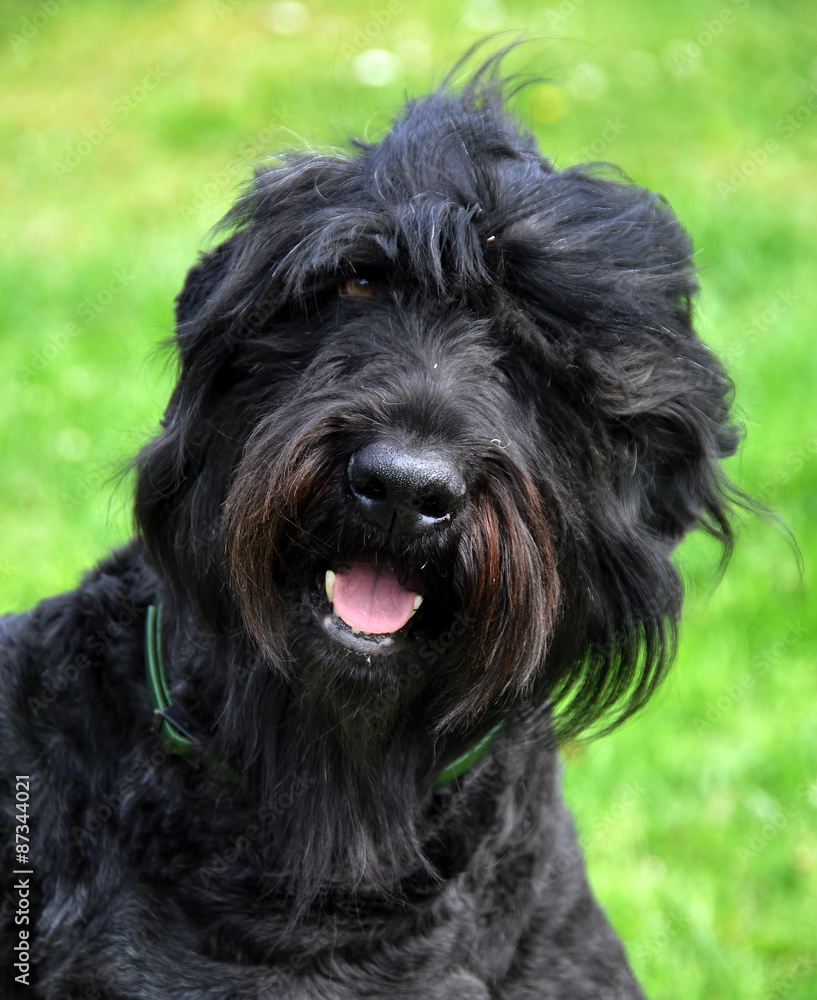Black Russian Terrier dog in the garden Black Russian Terrier dog in the garden