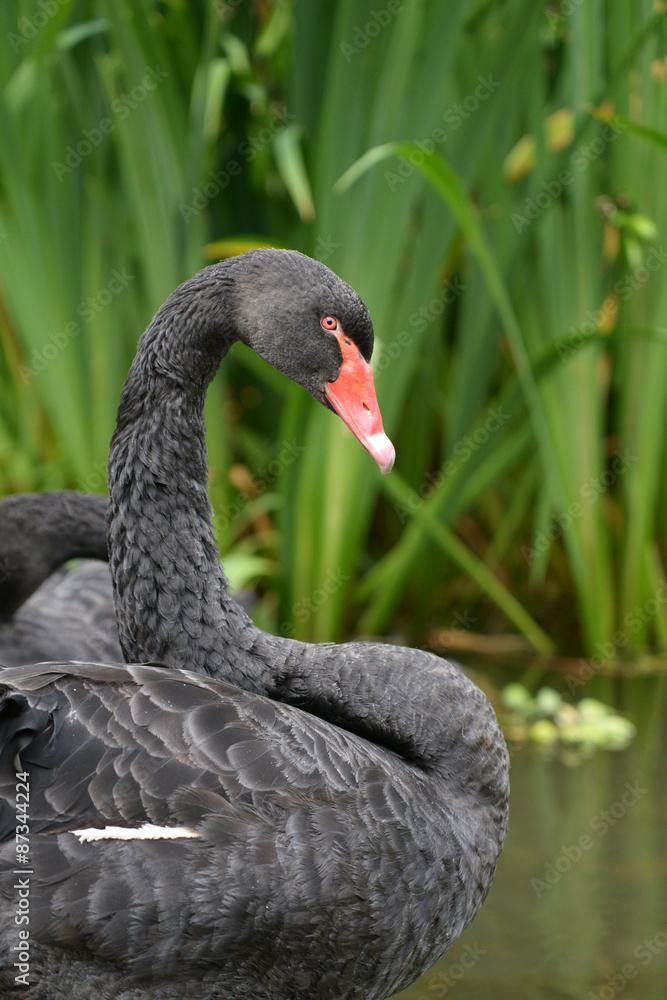 Fototapeta premium Black Swan - portrait