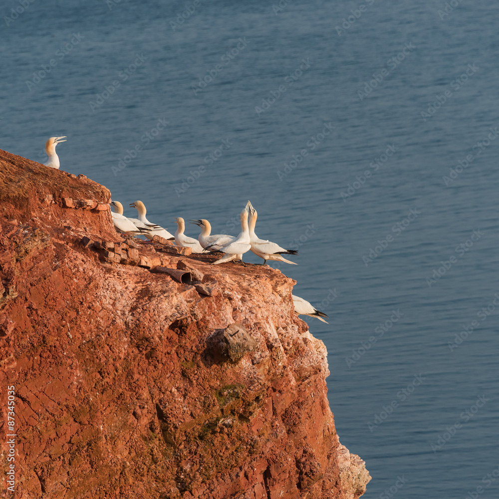 Colony of gannets at Helgoland island in North Sea, Germany