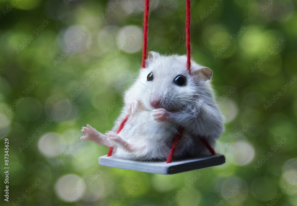 Poster, Foto Hamster on a swing - Koop op EuroPosters.nl