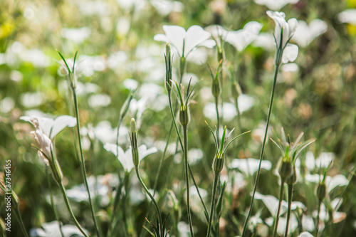 Beautiful wild flowers  outdoors