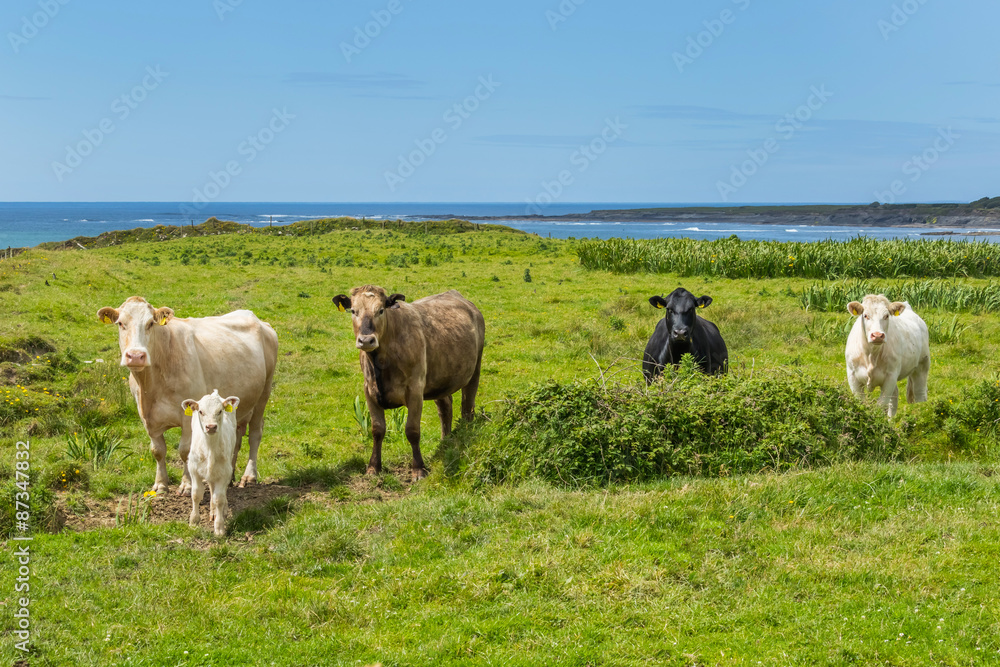 放牧のうしちゃん Irish pasturage cow