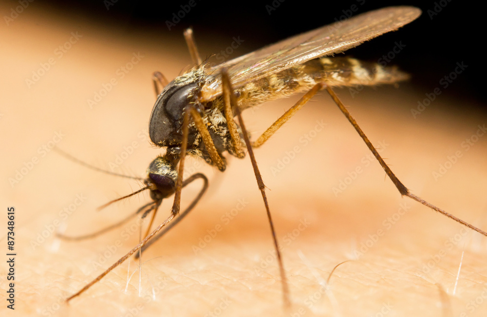 Macro-image of a mosquito on a human hand sucking blood Macro-image of a mosquito on a human hand sucking blood