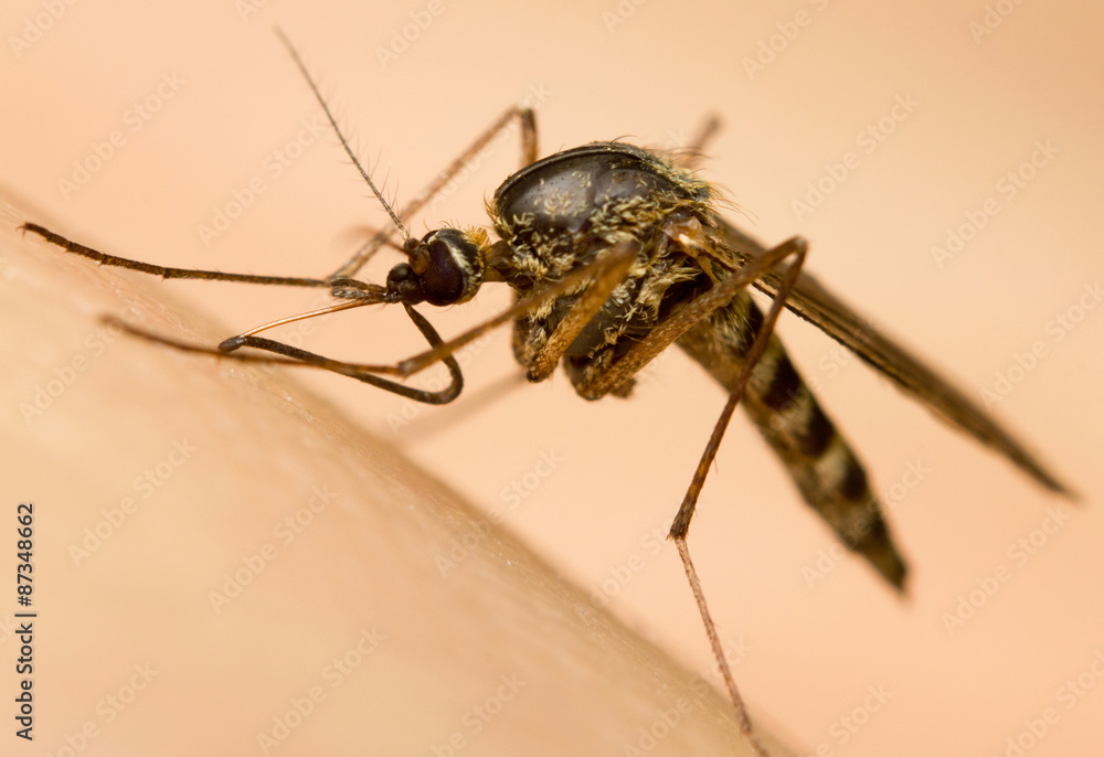 Macro-image of a mosquito on a human hand sucking blood