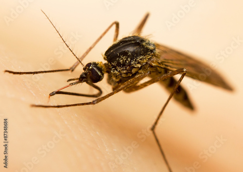 Macro-image of a mosquito on a human hand sucking blood