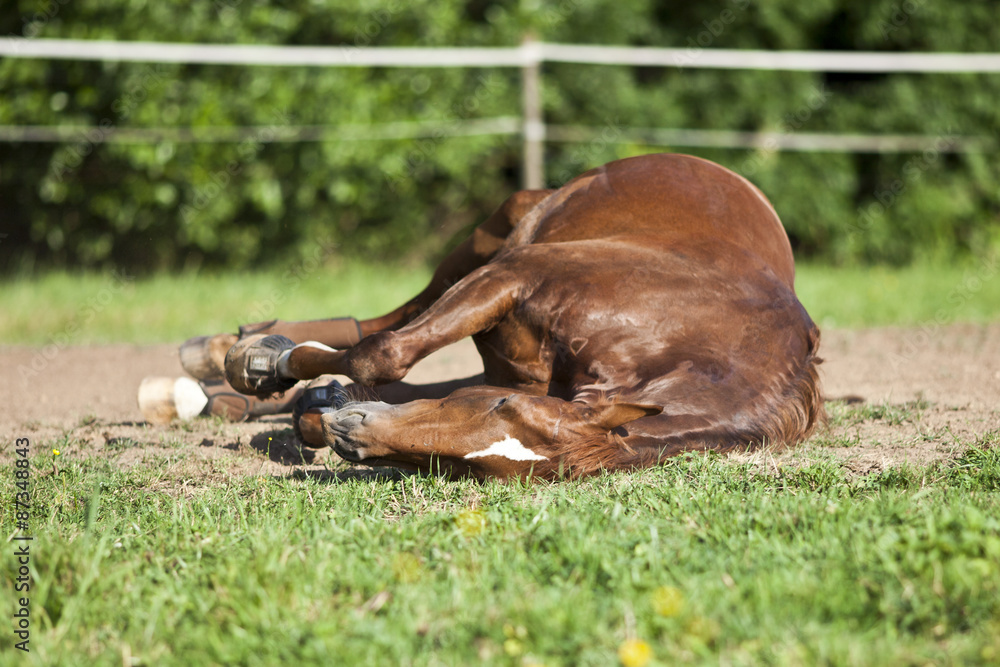 Obraz premium Horse sleep on meadow