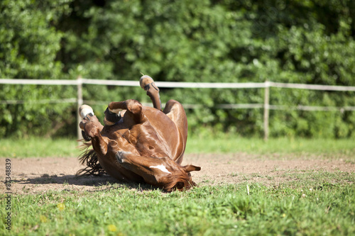 Horse lay on back and having fun to roll in sand