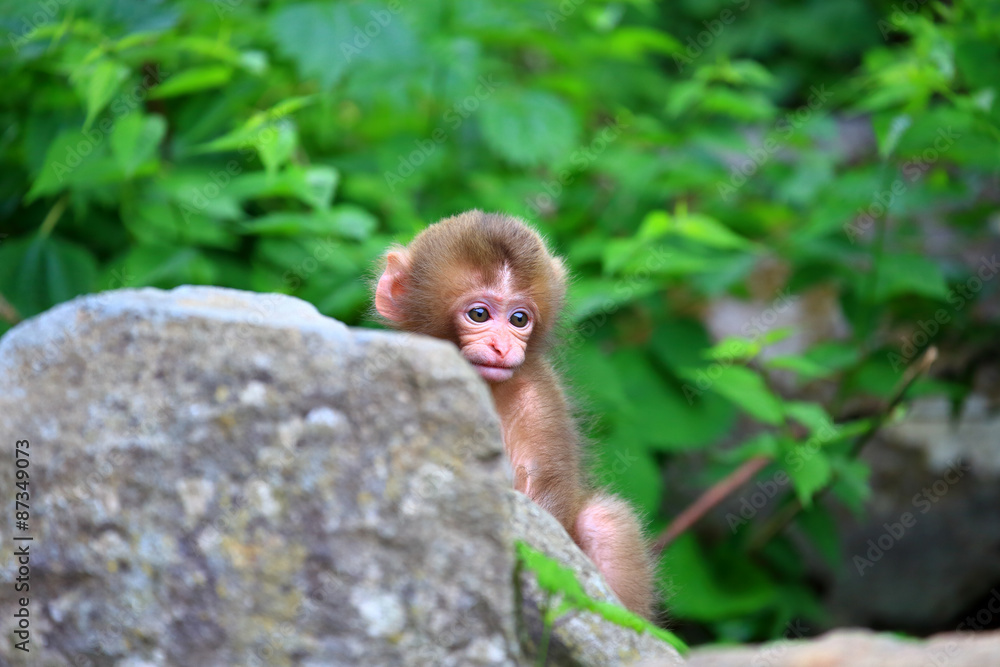 かわいい野生の猿の赤ちゃん Stock Photo Adobe Stock