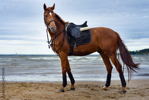 horse on the coast