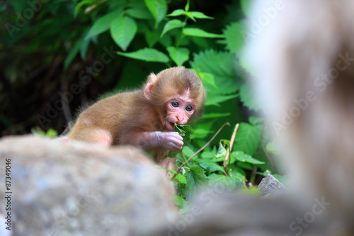 かわいい野生の猿の赤ちゃん © takadahirohito