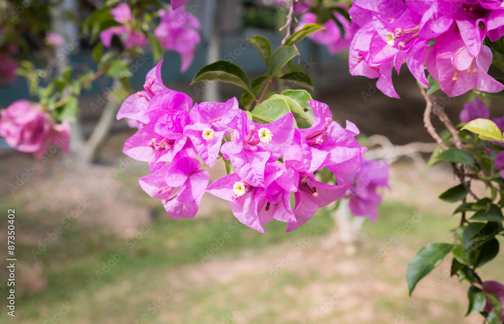 pink bougainvilleas