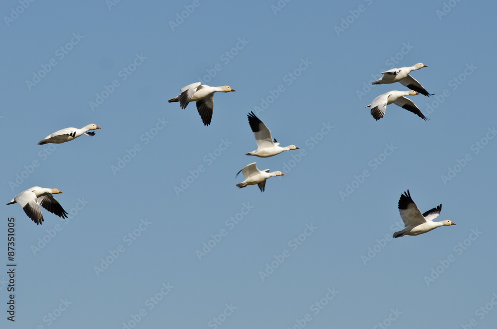 Flock of Snow Geese Flying in a Blue Sky Flock of Snow Geese Flying in a Blue Sky