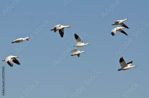 Flock of Snow Geese Flying in a Blue Sky © rck