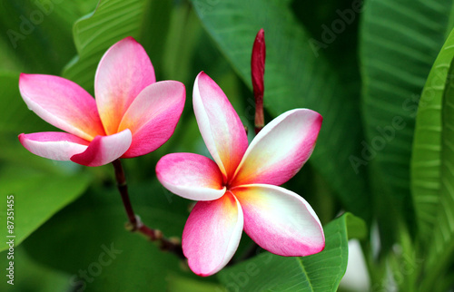 Branch of tropical flowers frangipani  plumeria  of thailand