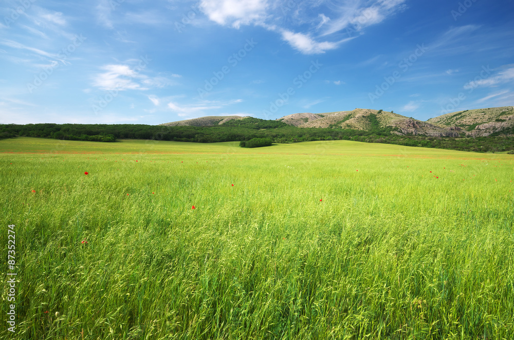 Green meadow in mountain.